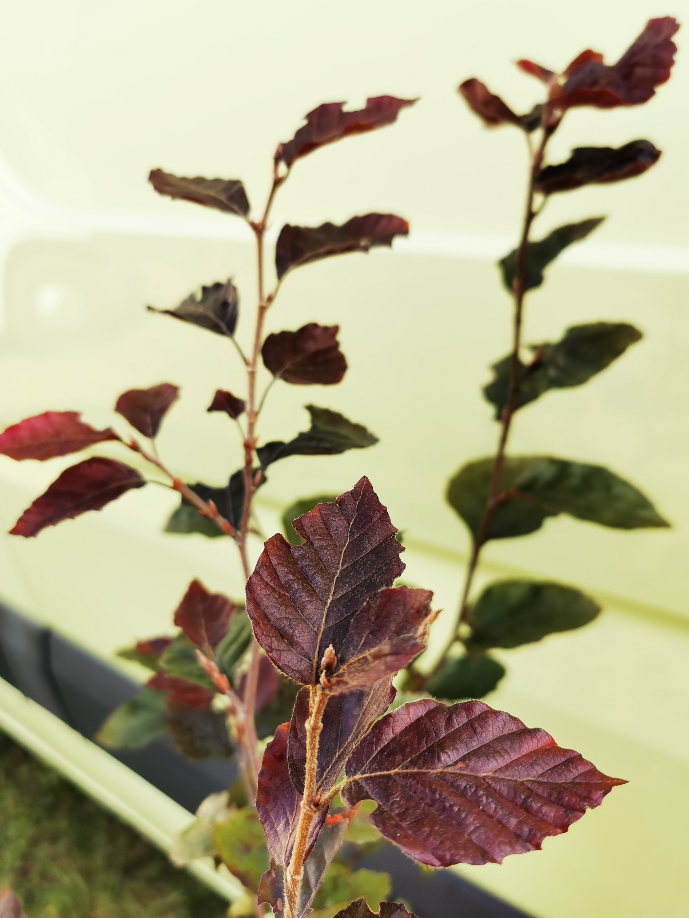 Buk lesní červenolistý 'Atropunicea' 20 - 40 cm