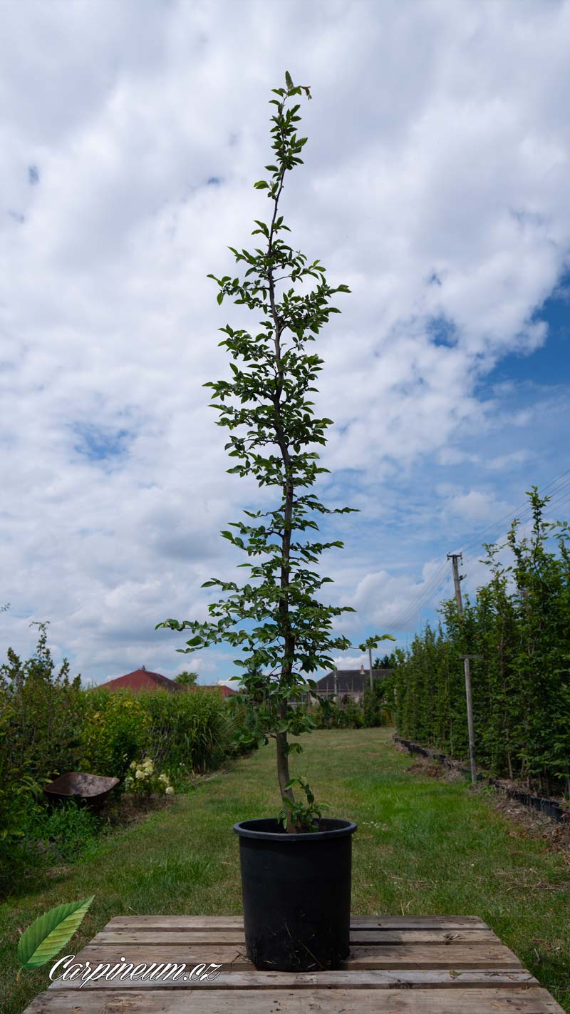 Habr obecný 200-250 cm/25L od 15. června 2025