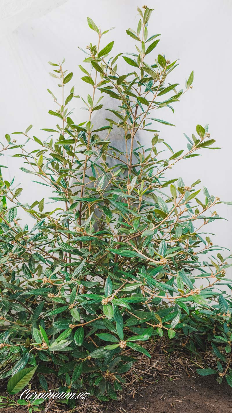 Kalina pražská 'Pragense' 100 - 125 cm  