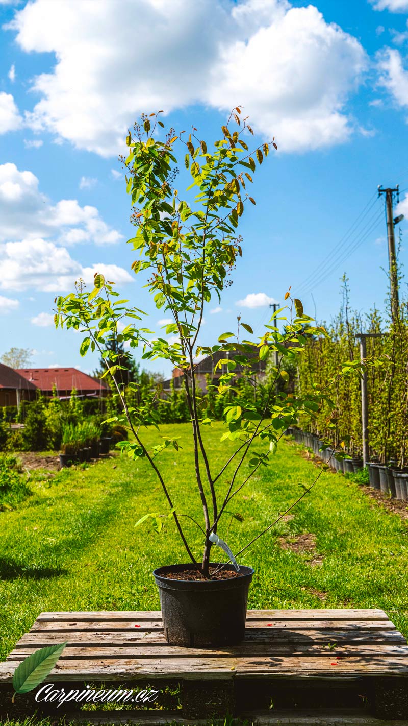 Muchovník lamarckův vicekmen - Amelanchier lamarckii 125 - 150 cm 