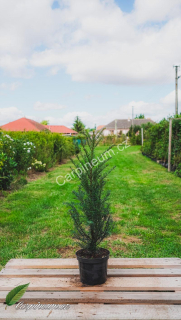 Taxus baccata - tis červený 40 - 60 cm/5L