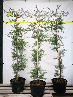 Cypřišovec Leylandův   100 - 120 cm/5L
